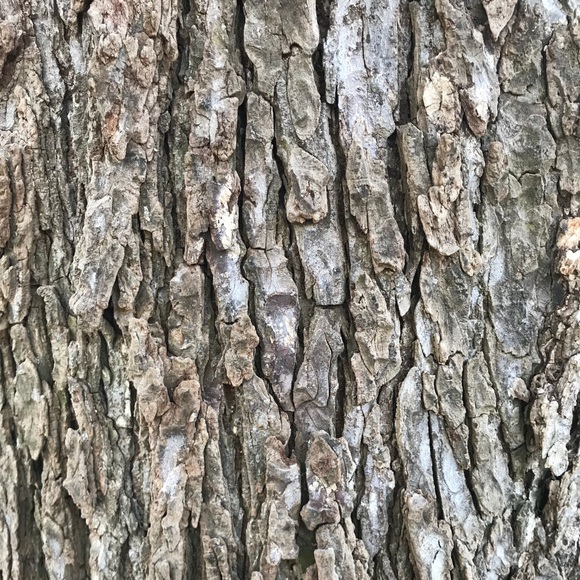 Meet your Posher, Joseph - Picture 1 of 1